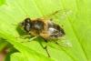 Eristalis pertinax